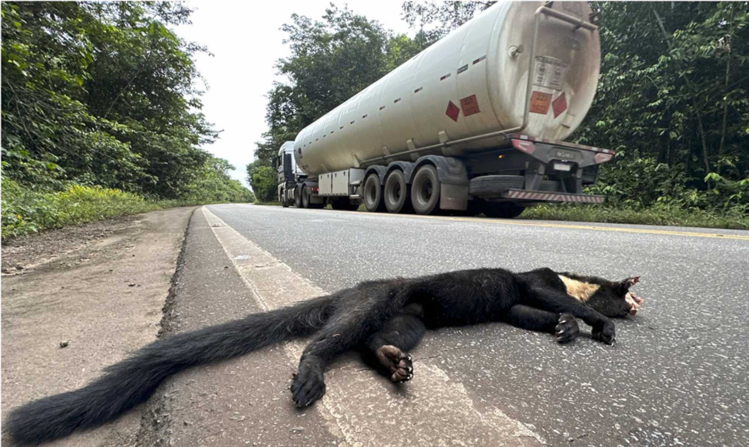 100 Years on the Road: A Century Since the First Scientific Roadkill Report