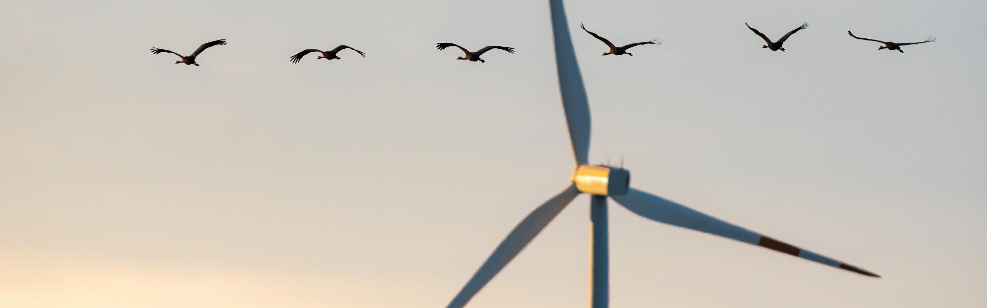 Wind Farms